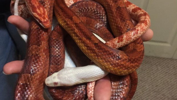 Three corn snakes coiled up in someones hand. One red snake, one red and white, one white.